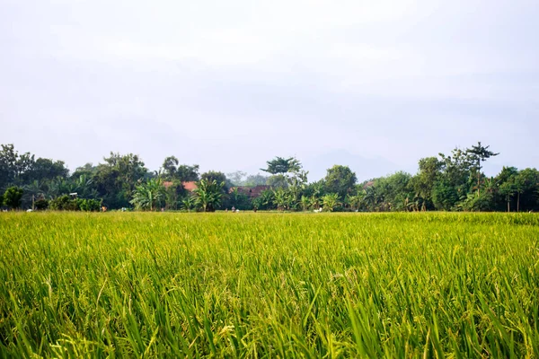 Weicher Fokus Reissamen Nachmittag Weites Grünes Reisfeld Nachmittagssonne — Stockfoto
