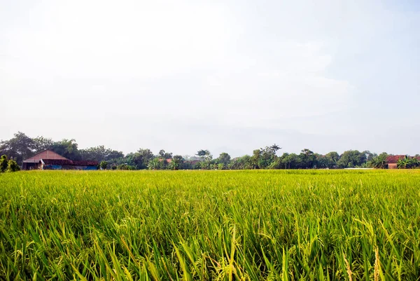 Який Фокус Насіння Рису Вдень Широке Зелене Рисове Поле Післяобіднє — стокове фото