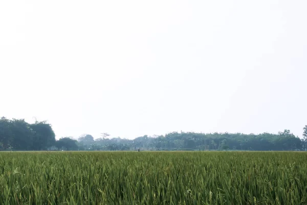 Sementes Arroz Foco Suave Parte Tarde Amplo Campo Arroz Verde — Fotografia de Stock