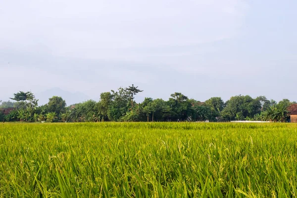 Sementes Arroz Foco Suave Parte Tarde Amplo Campo Arroz Verde — Fotografia de Stock