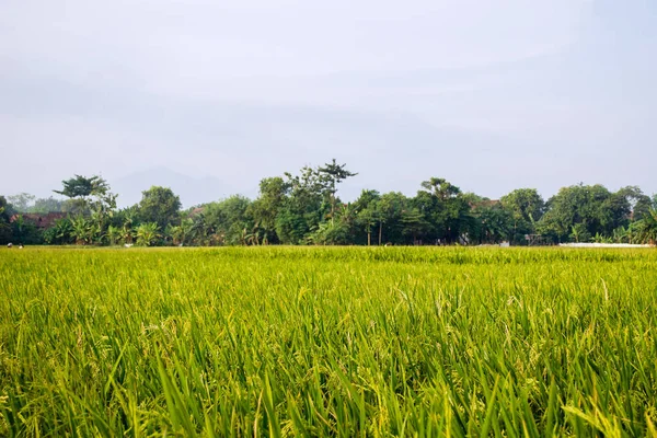 Miękki Ostrość Nasiona Ryżu Godzinach Popołudniowych Wide Zielone Pole Ryżu — Zdjęcie stockowe