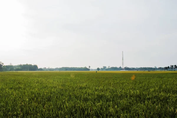 Miękki Ostrość Nasiona Ryżu Godzinach Popołudniowych Wide Zielone Pole Ryżu — Zdjęcie stockowe