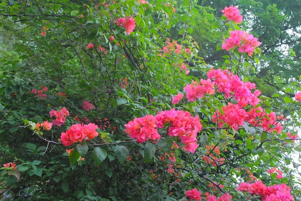 Bougenvil Blomma Typ Blomma Med Många Färgvarianter — Stockfoto