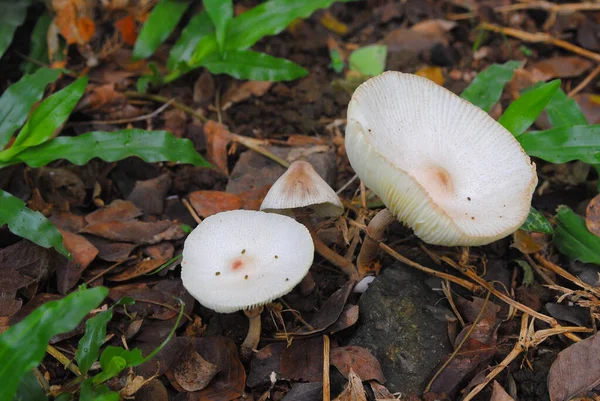 Wild Mushroom Growing Forest Ground Boom Growth — Stock Photo, Image