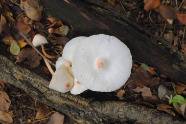 Vahşi Mantar Orman 'da yetişiyor. Bum, büyüme.