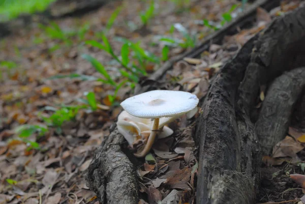 Cogumelo Selvagem Crescendo Floresta Boom Crescimento — Fotografia de Stock
