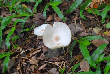 Vahşi Mantar Orman 'da yetişiyor. Bum, büyüme.