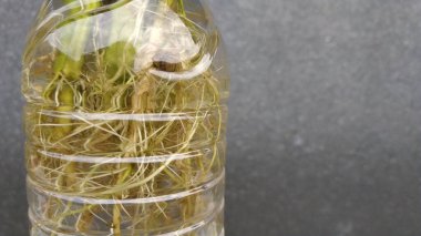 Ipomoea aquatica, hassas filizleri için sebze olarak yetiştirilen yarı-su, tropikal bir bitkidir ve nereden geldiği bilinmemektedir. Kullanılmış plastik şişelere ve hidrofonik sisteme yerleştirilmiş.