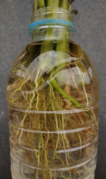 イポモアアクアティカは半水生の熱帯植物で 柔らかい芽のための野菜として栽培されており それがどこから始まったのかは知られていません 使用済みのペットボトルに水耕栽培されています — ストック写真