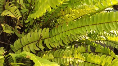 Güzel eğreltiotu yaprakları yeşil yapraklar güneş ışığında doğal çiçek eğreltiotu arkaplanı. Eğreltiotu Arkaplanı yakın çekim
