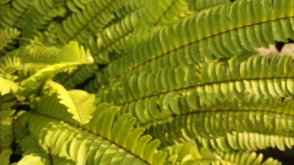 Belles Fougères Floues Feuilles Feuillage Vert Fond Fougère Florale Naturelle — Photo