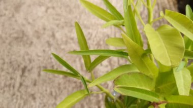 Ipomoea aquatica Forsk veya su ıspanağı taze sebzeler. video kaydı 