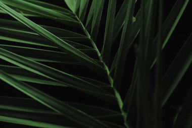 Kopya alanı için hurma yaprağını kapat. Yeşillik arkaplanı