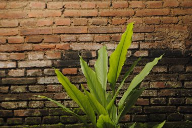 Kırmızı tuğla duvarın yanında büyüyen zerdeçal (curcuma longa) enfeksiyonu. Zencefil familyasından çiçek açan bir bitki olan Curcuma longa, kökleri yemek pişirmede kullanılır..