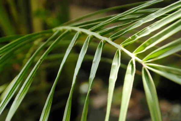 Cierre Hoja Palmera Datilera Para Espacio Copia Fondo Verde — Foto de Stock