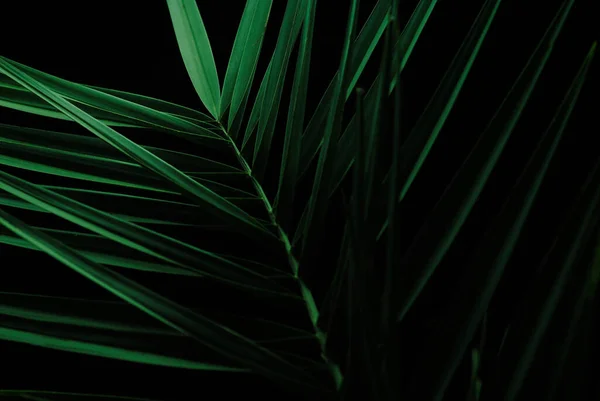 Close up of date palm leaf for copy space. Greenery background