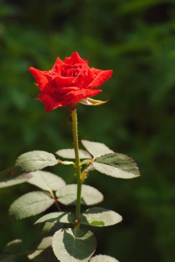 Bahçede güzel kırmızı bir gül. Yakın çekim ve seçici bir odak ile.