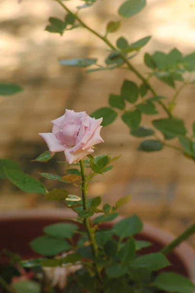 Bahçede Güzel Pembe Bir Gül Yakın Çekim Seçici Bir Odak — Stok fotoğraf