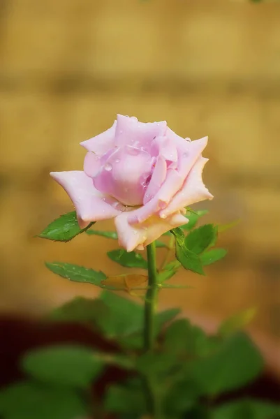 Rosa Bonita Rosa Jardim Com Close Atirar Foco Seletivo — Fotografia de Stock