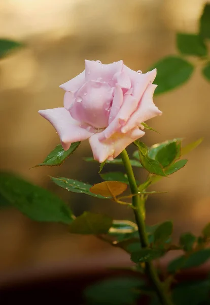 Rosa Bonita Rosa Jardim Com Close Atirar Foco Seletivo — Fotografia de Stock