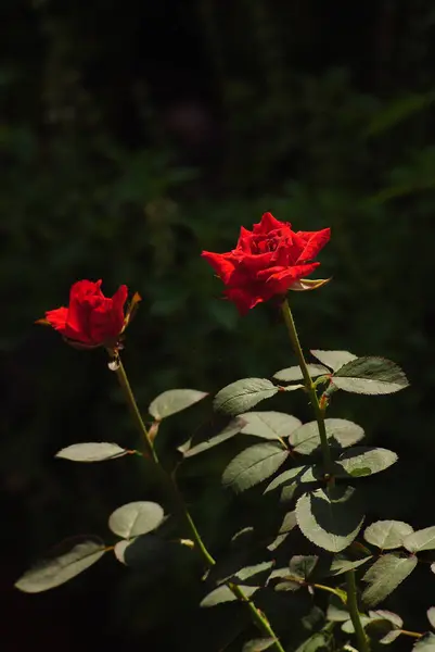 Linda Rosa Vermelha Jardim Com Close Atirar Foco Seletivo — Fotografia de Stock