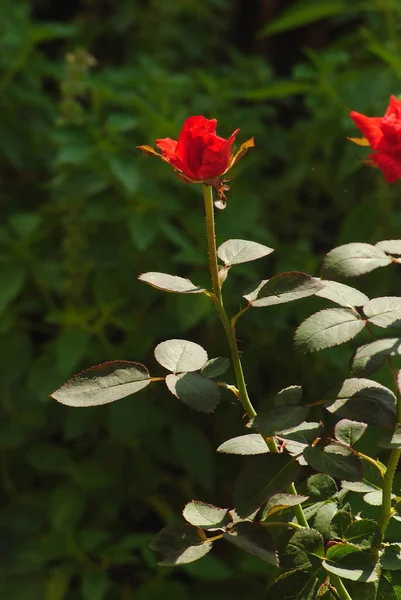 Linda Rosa Vermelha Jardim Com Close Atirar Foco Seletivo — Fotografia de Stock