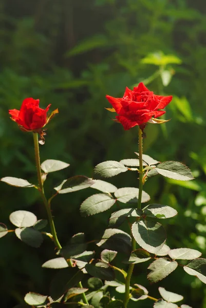 Linda Rosa Vermelha Jardim Com Close Atirar Foco Seletivo — Fotografia de Stock