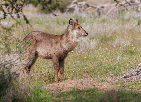 Боковой профиль молодого аквабака в открытом грунте на зеленом фоне. 