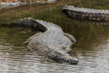 Yüzeyin hemen üstündeki engebeli pullu derisi ve gözleri ile sığ sularda sinsice yüzen bir timsahın yakın plan çekimi. Görüntü, avcıları sakin ama tetikte bir şekilde yakalıyor ve suda pusu kurmak için evrimsel mükemmelliğini vurguluyor..
