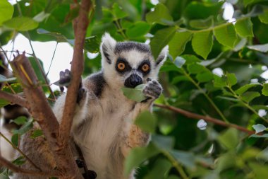 Halka kuyruklu bir lemur, yeşil bir yaprağı kemirirken bir dalı kavrarken rahatça ağaçta oturur. İfade eden turuncu gözleri ve meraklı duruşu yapraklı bir orman ortamında doğal beslenme davranışlarını yansıtır..