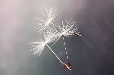 Beyaz uçan karahindiba tüyleri, koyu bir arka planda Bokeh ile birlikte. Makro.