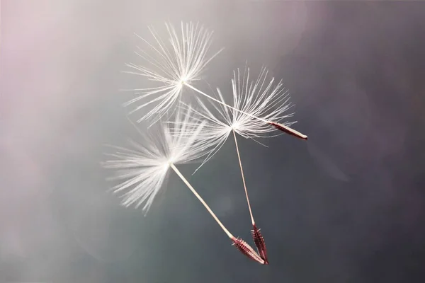 White flying dandelion fluffs on a dark background with bokeh. Macro.