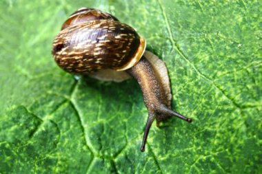 Bir üzüm salyangozu yeşil bir yaprağın üzerinde sürünür. Seçici odak.