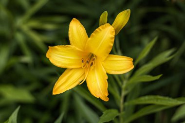 Yeşilliğin arka planında sarı zambak. Yaz zamanı.