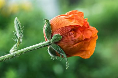 Bokeh ile yeşilliğin arka planında kırmızı haşhaş çiçeği. Yaz zamanı.