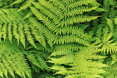 Yeşil eğrelti otu yapraklarının arka planı. Yaz zamanı.