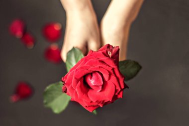 Kırmızı gül kadınların elinde, siyah yapraklı bir arka planda. Dikkat işareti. Sevgililer Günü