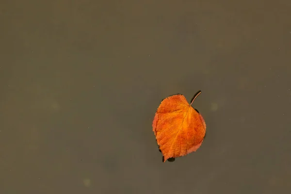 Red Yellow Autumn Fallen Leaf Surface Water Pond — Stock Photo, Image