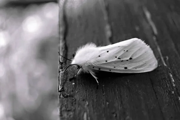 Una Polilla Borde Blanco Banco Madera Azul Jardín — Foto de Stock