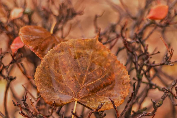 Auf Einem Verschwommenen Hintergrund Liegen Braune Herbstblätter Auf Den Ästen — Stockfoto