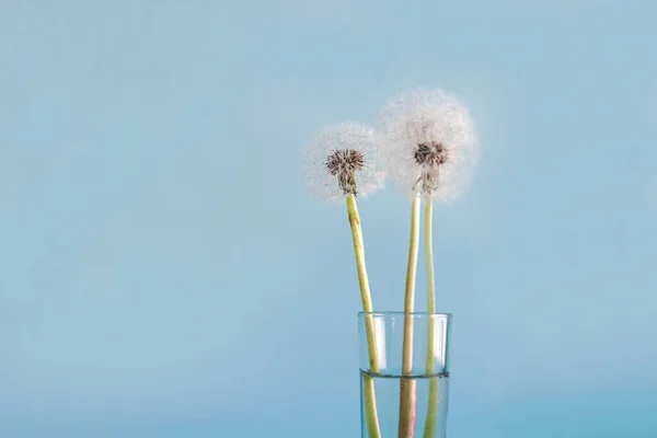 Bouquet Pissenlits Blancs Dans Verre Sur Fond Bleu — Photo