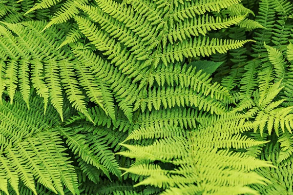 Bakgrund Från Gröna Blad Ormbunke Sommartid — Stockfoto