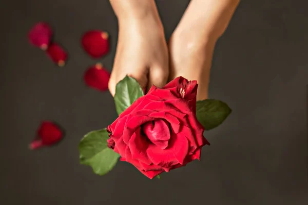 Red Rose Female Hands Black Background Petals Attention Sign Valentine — Stock Photo, Image