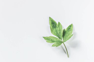 Beyaz arka planda yeşil yaprak. İzole et