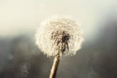 Bokeh ile bulanık arkaplanda beyaz tüylü karahindiba.