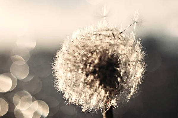 Weißer Flauschiger Löwenzahn Auf Verschwommenem Hintergrund Mit Bokeh — Stockfoto