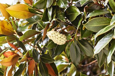 Olgunlaşan beyaz meyve ve yapraklarla manolya ağacı.