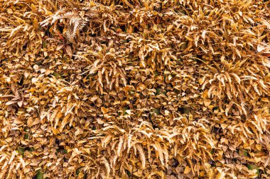 Bitkilerin sarı sonbahar yapraklarının arka planı. Yaşayan duvar