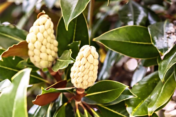 Olgunlaşan beyaz meyve ve yapraklarla manolya ağacı.