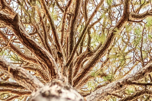 Coroa Uma Árvore Vista Baixo — Fotografia de Stock
